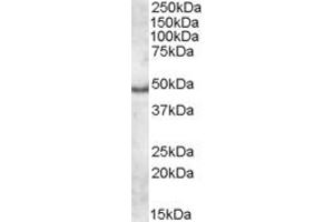ABIN308435 (1µg/ml) staining of Human Frontal Cortex lysate (35µg protein in RIPA buffer). (Apolipoprotein L 5 antibody  (C-Term))