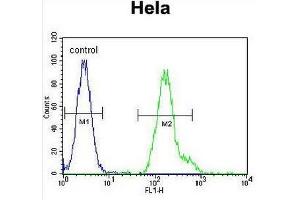 CEBPA Antibody (C-term) flow cytometric analysis of Hela cells (right histogram) compared to a negative control cell (left histogram). (CEBPA antibody  (C-Term))
