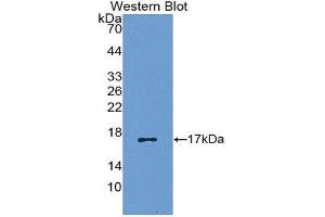 Western Blotting (WB) image for anti-Chemokine (C-C Motif) Ligand 5 (CCL5) (AA 24-91) antibody (ABIN1172324) (CCL5 antibody  (AA 24-91))