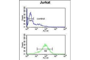 Flow cytometric analysis of Jurkat cells (bottom histogram) compared to a negative control cell (top histogram). (ANKRD49 antibody  (AA 80-109))