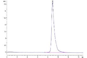 The purity of Biotinylated Human LAIR1 is greater than 95 % as determined by SEC-HPLC. (LAIR1 Protein (AA 22-163) (His-Avi Tag,Biotin))