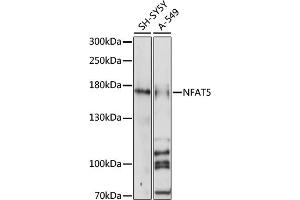 Western blot analysis of extracts of various cell lines, using NF antibody (ABIN7268975) at 1:1000 dilution. (NFAT5 antibody  (C-Term))