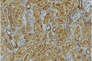 ABIN6272988 at 1/100 staining Mouse kidney tissue by IHC-P. (ATP5F1 antibody  (Internal Region))