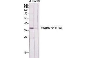 Western Blot (WB) analysis of specific cells using Phospho-AP-1 (T93) Polyclonal Antibody. (C-JUN antibody  (pThr93))