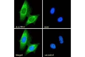 (ABIN185533) Immunofluorescence analysis of paraformaldehyde fixed U251 cells, permeabilized with 0. (Tryptophan Hydroxylase 2 antibody  (Internal Region))