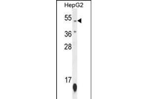 ZN Antibody (N-term) (ABIN654506 and ABIN2844235) western blot analysis in HepG2 cell line lysates (35 μg/lane). (ZNF566 antibody  (N-Term))