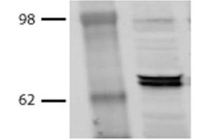 Western Blot analysis of Bovine MDBK cell lysates showing detection of Hsp70 protein using Mouse Anti-Hsp70 Monoclonal Antibody, Clone BB70 (ABIN361709 and ABIN361710). (HSP70/HSC70 antibody)
