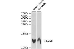 Western blot analysis of extracts of various cell lines, using NEDD8 antibody (ABIN6130577, ABIN6144506, ABIN6144508 and ABIN6217550) at 1:1000 dilution. (NEDD8 antibody  (AA 1-81))