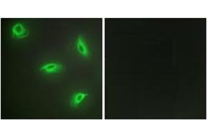 Immunofluorescence analysis of HeLa cells, using TNF14 Antibody.