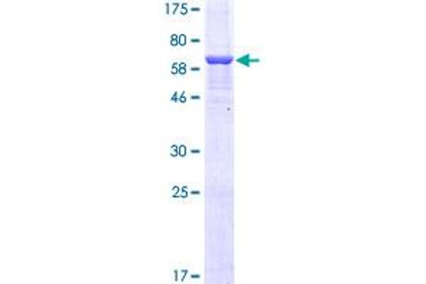 MTHFD1L Protein (AA 1-366) (GST tag)
