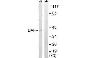 Western blot analysis of extracts from Jurkat cells, using CD55 antibody. (CD55 antibody  (Internal Region))