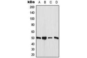 Western blot analysis of ANGPTL7 expression in MCF7 (A), HuvEc (B), mouse liver (C), rat liver (D) whole cell lysates.
