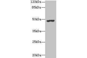 Western blot All lanes: PSG3 antibody at 10 μg/mL + HepG2 whole cell lysate Secondary Goat polyclonal to rabbit IgG at 1/10000 dilution Predicted band size: 48 kDa Observed band size: 48 kDa (PSG3 antibody  (AA 35-310))