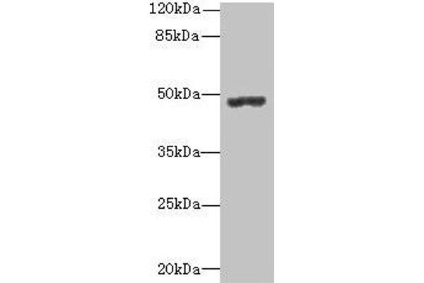 PSG3 抗体  (AA 35-310)