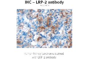 Image no. 1 for anti-Low Density Lipoprotein Receptor-Related Protein 2 (LRP2) (C-Term) antibody (ABIN489961)