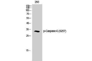 Western Blotting (WB) image for anti-Caspase 6, Apoptosis-Related Cysteine Peptidase (CASP6) (pSer257) antibody (ABIN3181943) (Caspase 6 antibody  (pSer257))