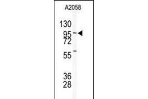Western blot analysis of anti-USP5 Antibody (N-term) (ABIN1882150 and ABIN2839176) in  cell line lysates (35 μg/lane). (USP5 antibody  (N-Term))