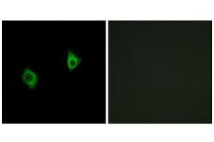 Immunofluorescence (IF) image for anti-Ribosomal Protein S9 (RPS9) (Internal Region) antibody (ABIN1850598)