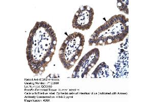 Human Intestine (EGR2 antibody  (C-Term))