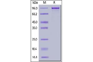 Human ErbB3, Mouse IgG2a Fc Tag on  under reducing (R) condition.
