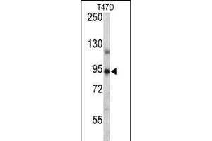 PGR/PR Antibody (Center) (ABIN656981 and ABIN2846164) western blot analysis in T47D cell line lysates (35 μg/lane). (Progesterone Receptor antibody  (AA 349-377))