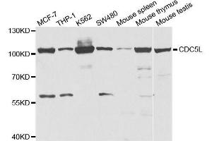 Western blot analysis of extracts of various cell lines, using CDC5L antibody. (CDC5L antibody  (AA 563-802))