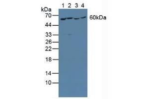 Figure. (YARS antibody  (AA 2-528))