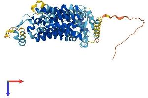 Solute Carrier Family 22, Member 15 (SLC22A15) (AA 1-544) protein (His tag)