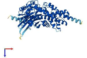 GCK Protein (AA 1-465) (His tag)