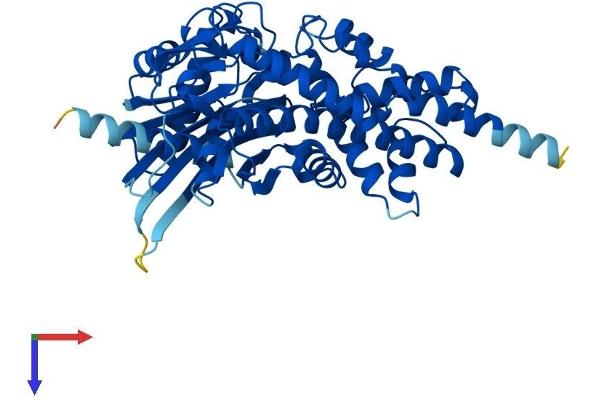 GCK Protein (AA 1-465) (His tag)