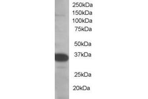 SMUG1 anticorps  (N-Term)