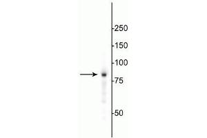 Western blot of HeLa cell lysate showing specific immunolabeling of the ~85 kDa EWS protein. (EWSR1 antibody)
