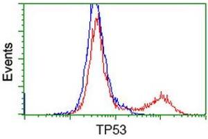 Image no. 7 for anti-Tumor Protein P53 (TP53) antibody (ABIN1499968) (p53 antibody)