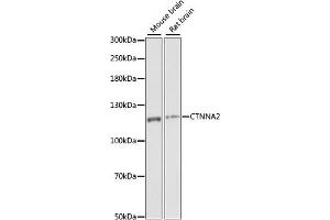 Western blot analysis of extracts of various cell lines, using CTNN antibody (ABIN7266134) at 1:1000 dilution. (CTNNA2 antibody  (AA 150-300))