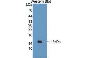 Figure. (CRTC3 antibody  (AA 1-103))
