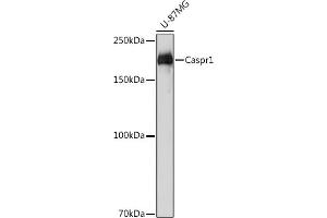 Western blot analysis of extracts of U-87MG cells, using Caspr11 Rabbit mAb (ABIN1678680, ABIN7101562, ABIN7101563 and ABIN7101564) at 1:1000 dilution. (CNTNAP1 antibody)
