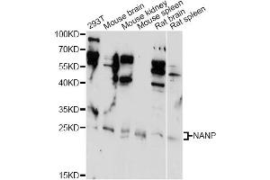 Western blot analysis of extracts of various cell lines, using NANP antibody (ABIN6291653) at 1:1000 dilution. (NANP antibody)