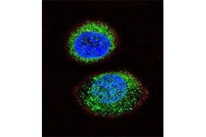 Confocal immunofluorescent analysis of PTEN antibody with MCF-7 cells followed by Alexa Fluor 488-conjugated goat anti-rabbit lgG (green). (PTEN antibody  (AA 371-403))