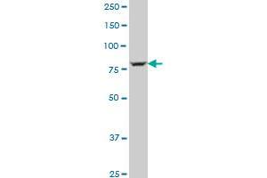 LOXL4 polyclonal antibody (A01), Lot # ABNOVA060620QCS1 Western Blot analysis of LOXL4 expression in NIH/3T3 . (LOXL4 antibody  (AA 657-755))