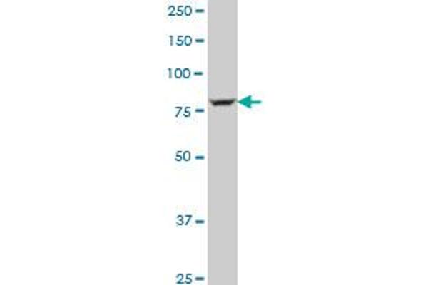 LOXL4 antibody  (AA 657-755)
