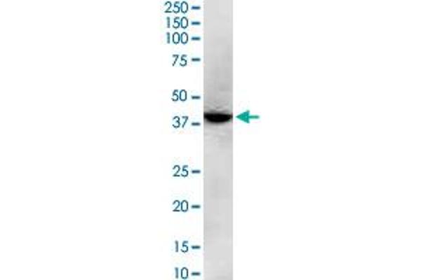 GNAQ antibody  (AA 101-200)