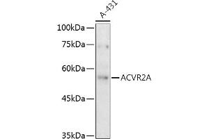 Western blot analysis of extracts of A-431 cells, using A antibody (ABIN3015791, ABIN3015792, ABIN3015793 and ABIN6219141) at 1:500 dilution. (ACVR2A antibody  (AA 20-140))