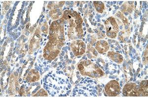Human kidney (LY6G6F antibody  (N-Term))