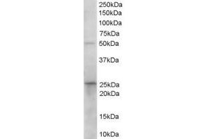 ABIN185316 (0. (HPGD antibody  (C-Term))