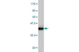 Western Blot detection against Immunogen (37. (PAEP antibody  (AA 53-162))