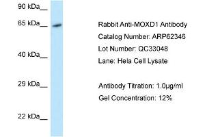 Western Blotting (WB) image for anti-Monooxygenase, DBH-Like 1 (MOXD1) (C-Term) antibody (ABIN2789111) (MOXD1 antibody  (C-Term))
