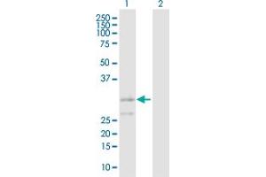 Western Blot analysis of BAK1 expression in transfected 293T cell line by BAK1 MaxPab polyclonal antibody. (BAK1 antibody  (AA 1-211))