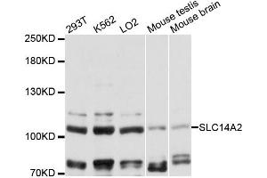Western blot analysis of extracts of various cell lines, using SLC14A2 antibody (ABIN6292331) at 1:3000 dilution. (Solute Carrier Family 14 (Urea Transporter, Kidney) Member 2 (SLC14A2) antibody)
