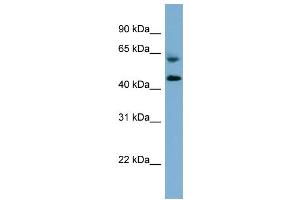 WB Suggested Anti-RMND1  Antibody Titration: 0.