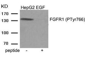 Western blot analysis of extracts from HepG2 cells treated with EGF using Phospho-FGFR1 (Tyr766) antibody. (FGFR1 antibody  (pTyr766))